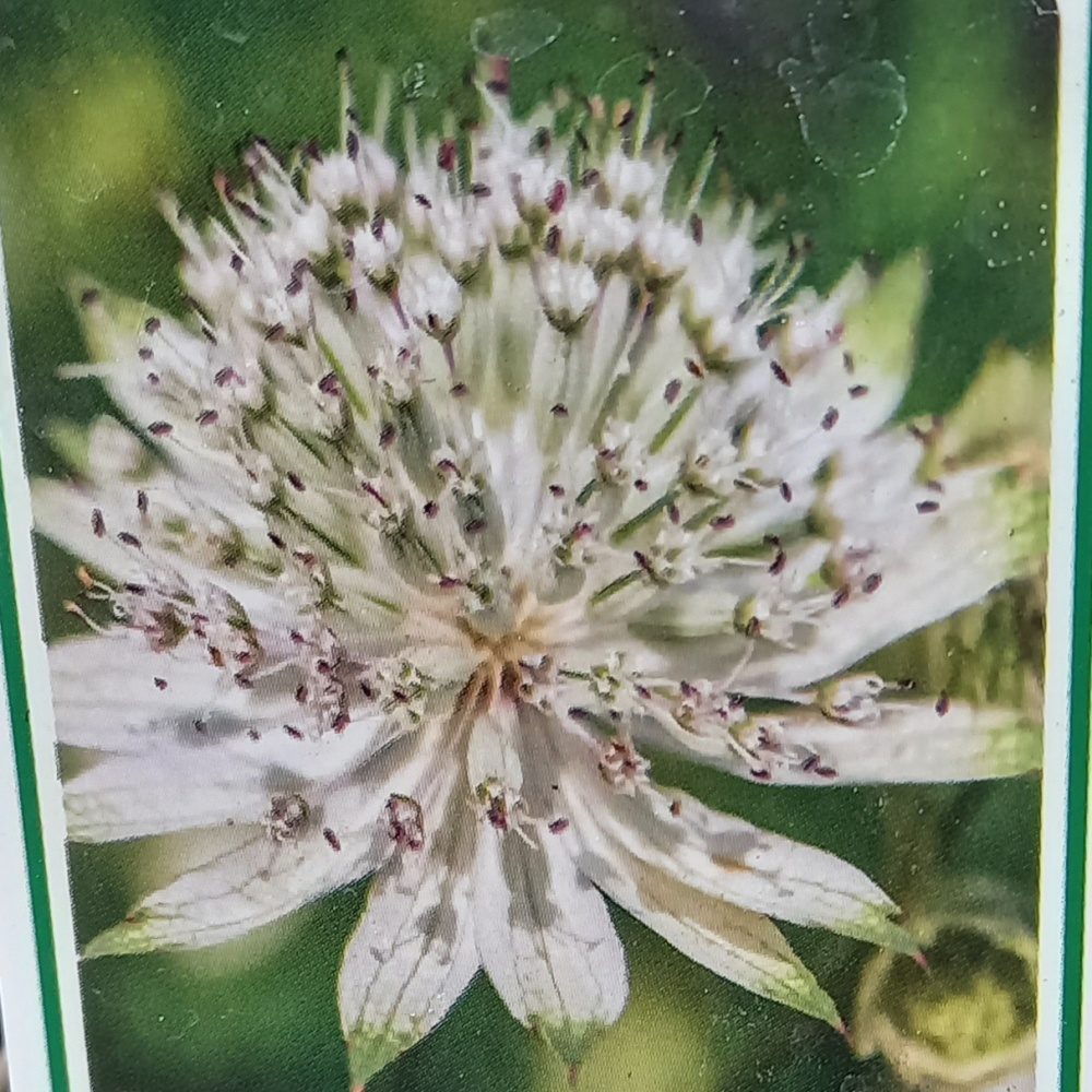 Na slunce - Jarmanka větší 'Shaggy' květináč 9cm