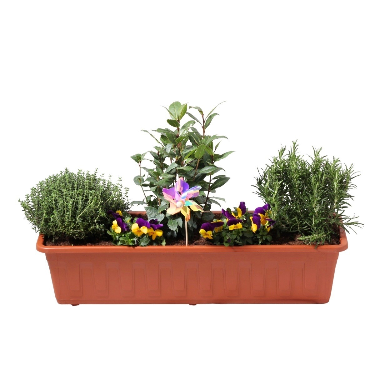 Jarní truhlíky s cibulovinami - Jarní bylinky truhlík 60cm