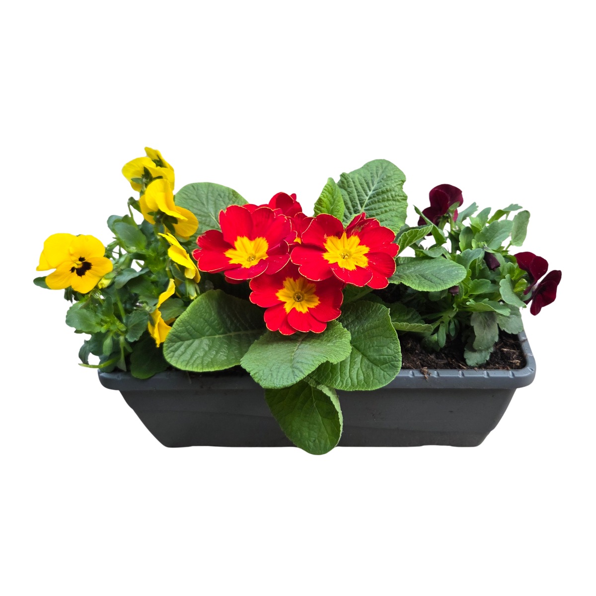 Nádobové květiny - Jarní sesazovaný truhlík 27cm