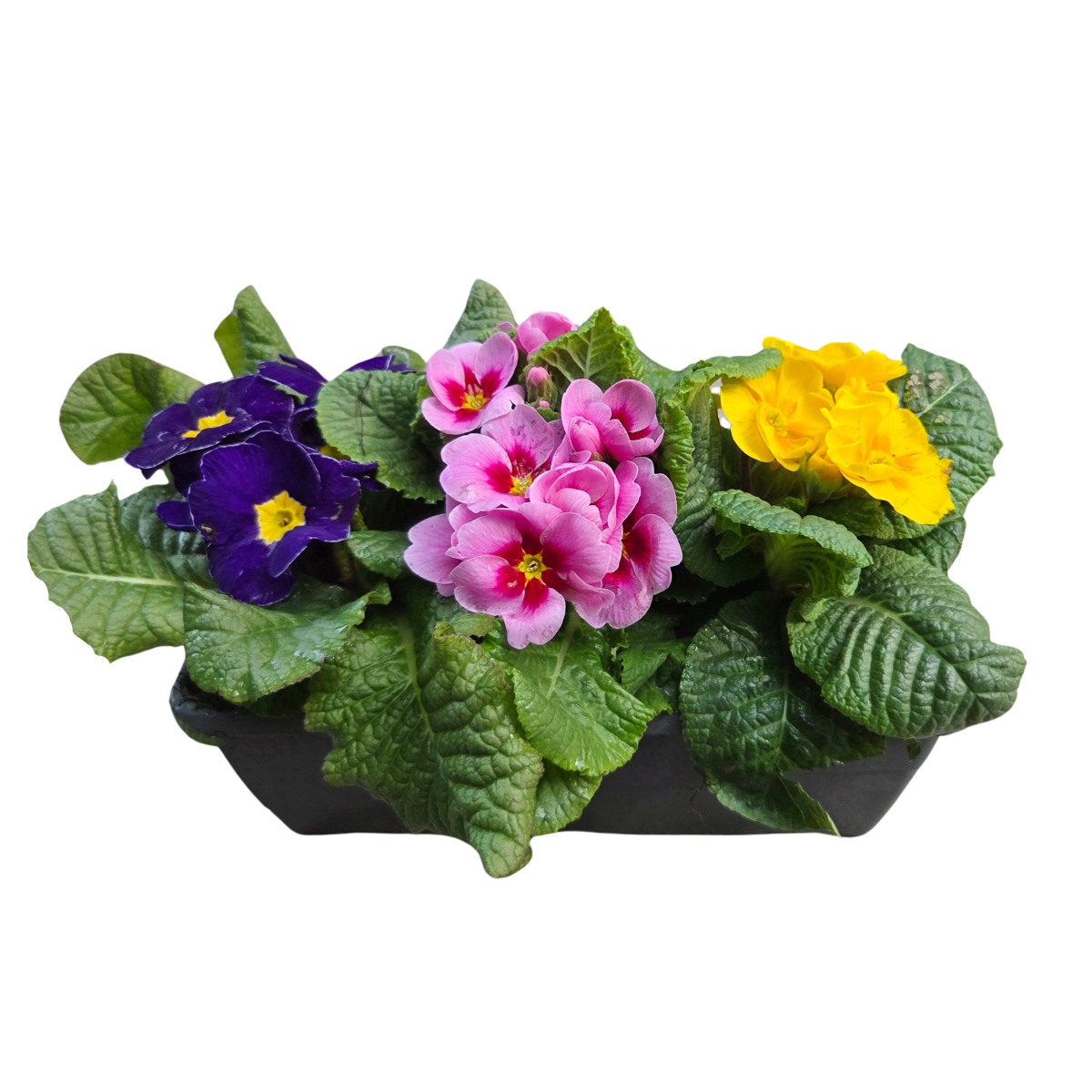 Jarní sesazovaný truhlík 27cm-0