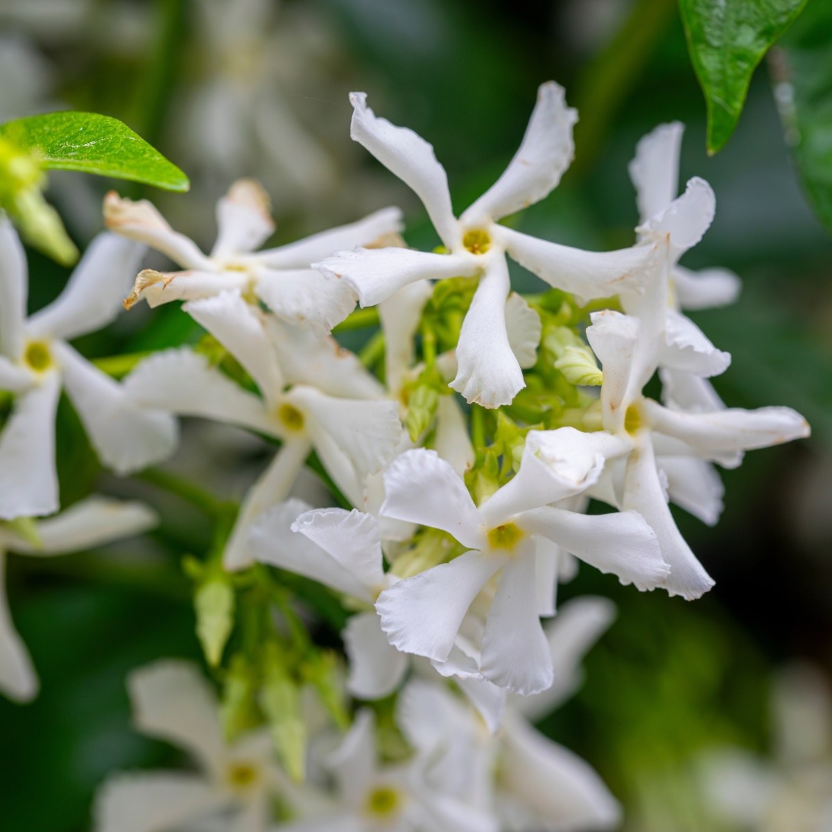 Nádobové květiny - Jasmínovník vonný výška 60/80cm, květináč 2 litry