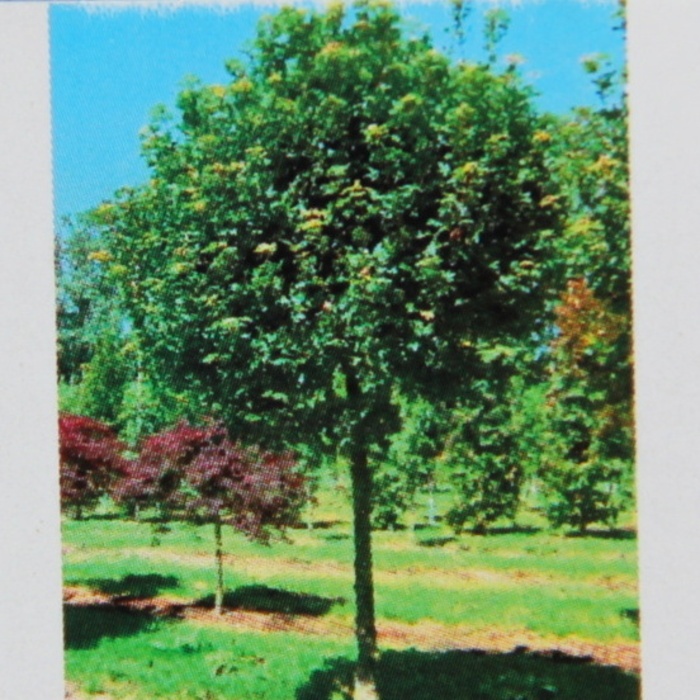 Listnaté stromky a stromy - Javor babyka Annys Globe kmínek 150cm, květináč 20 litrů