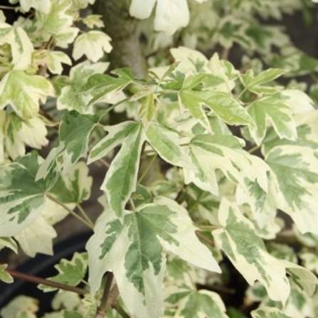 Listnaté stromky a stromy - Javor babyka 'Carnival' květináč 7,5 litru, výška 60/80cm, keř