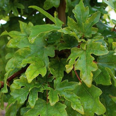 Listnaté stromky a stromy - Javor babyka 'Elsrijk' květináč 30 litrů, obvod kmene 12/14cm, strom