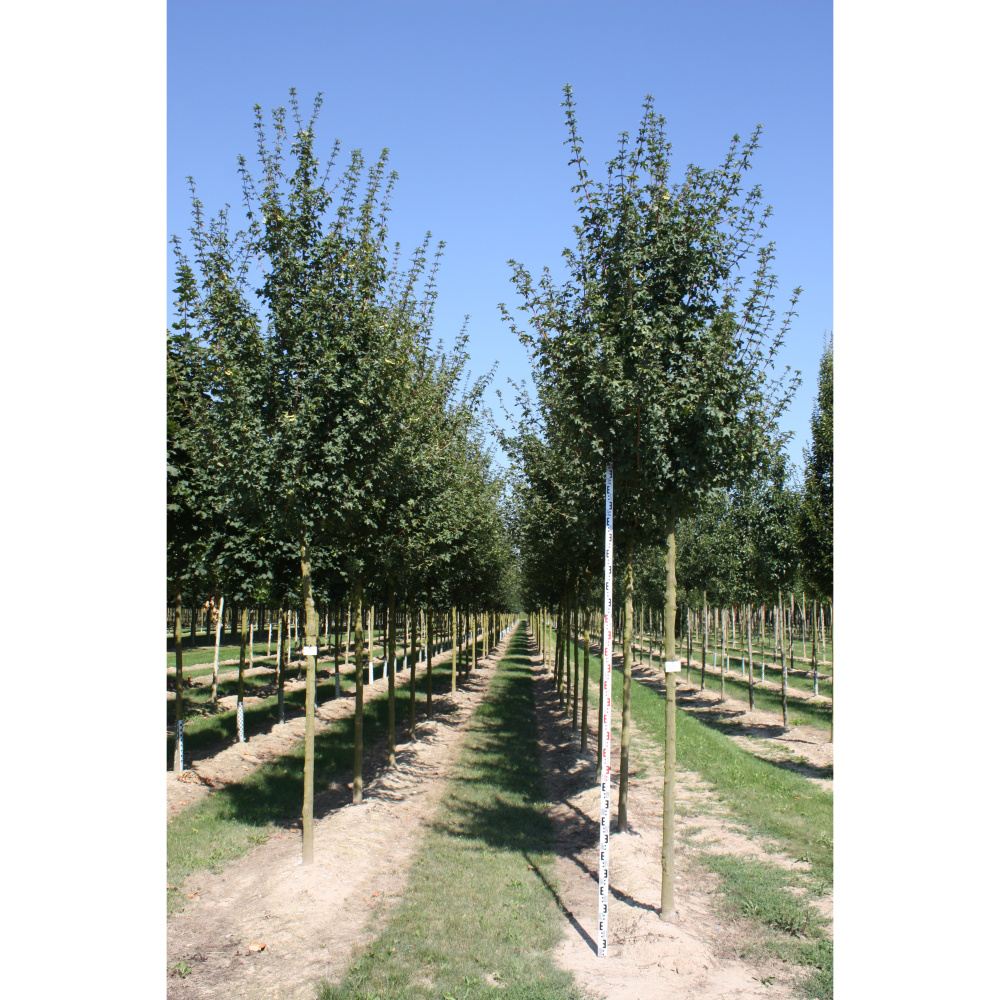 Soliterní stromy - Javor babyka Elsrijk výška kmene 225cm, zemní bal