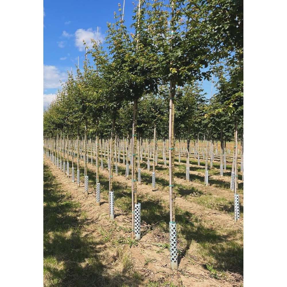 Javor babyka Elsrijk výška kmene 225cm, zemní bal-0