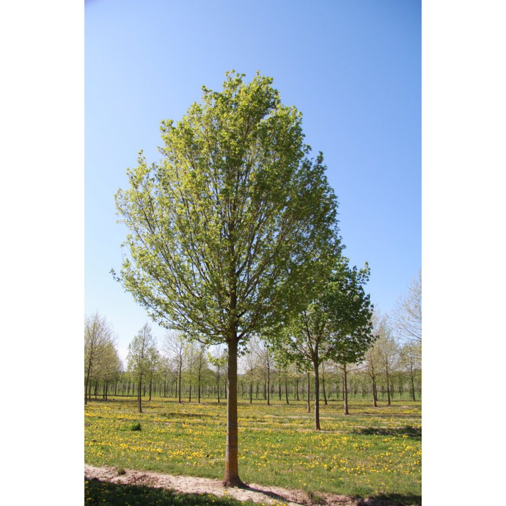 Soliterní stromy - Javor babyka Huibers Elegant výška kmene 225cm, zemní bal