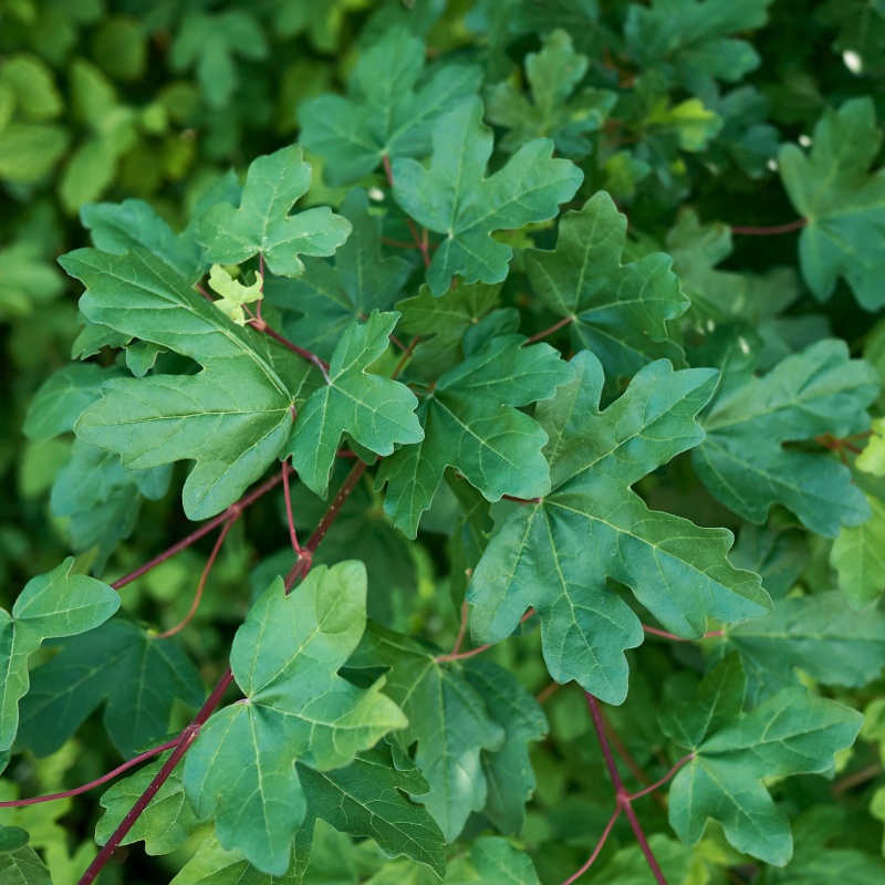 Listnaté stromky a stromy - Javor babyka obvod kmene 8/10, květináč 25 litrů