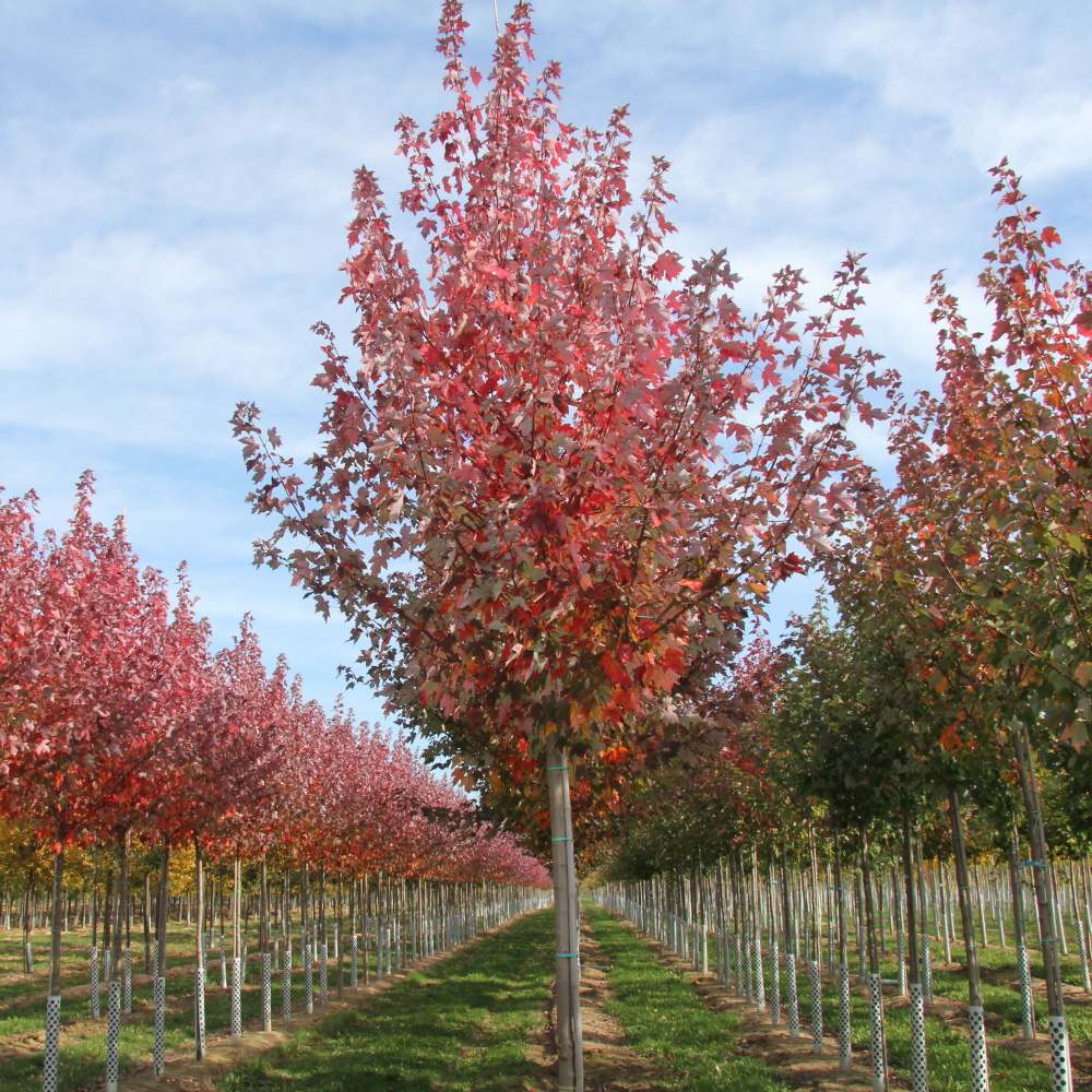Soliterní stromy - Javor červený Redpointe® výška kmene 225cm, zemní bal