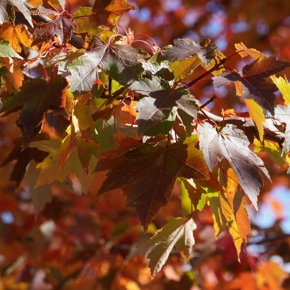 Javor červený Redpointe® výška kmene 225cm, zemní bal-0