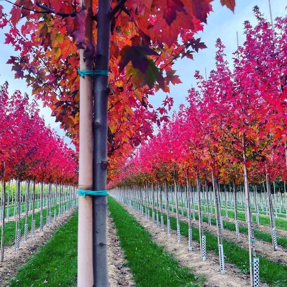 Javor červený Redpointe® výška kmene 225cm, zemní bal-1