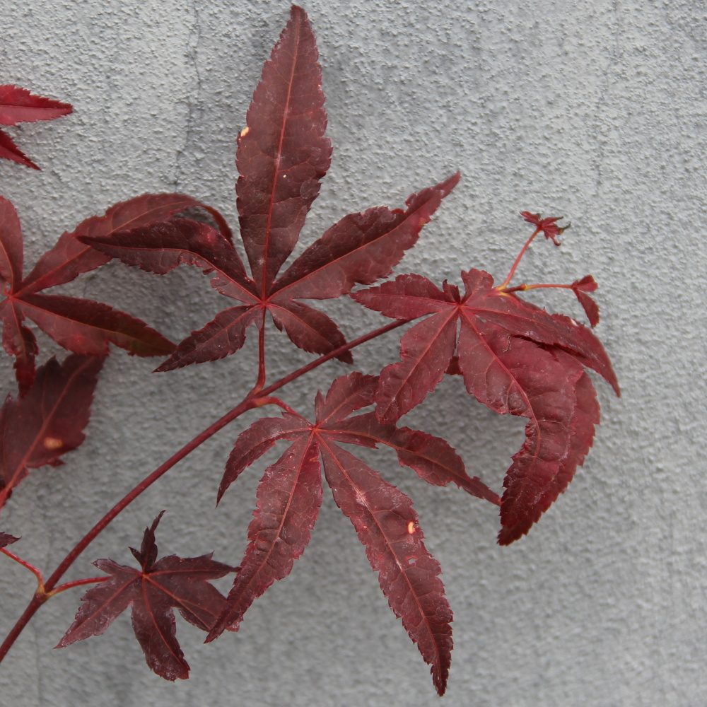 Javory - Javor dlanitolistý Atropurpureum květináč 10,5cm, výška 10/15cm, keř