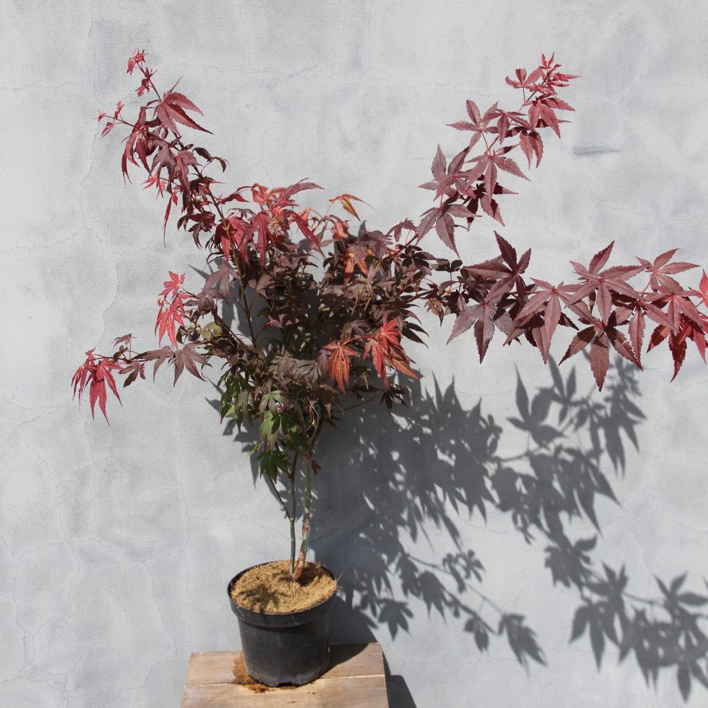 Rostliny - Javor dlanitolistý 'Atropurpureum' květináč 2,5 litru, výška 40/50cm, keř