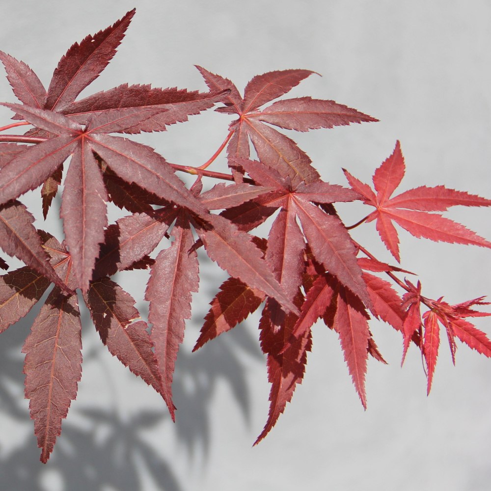 Javor dlanitolistý 'Atropurpureum' květináč 2,5 litru, výška 40/50cm, keř-0