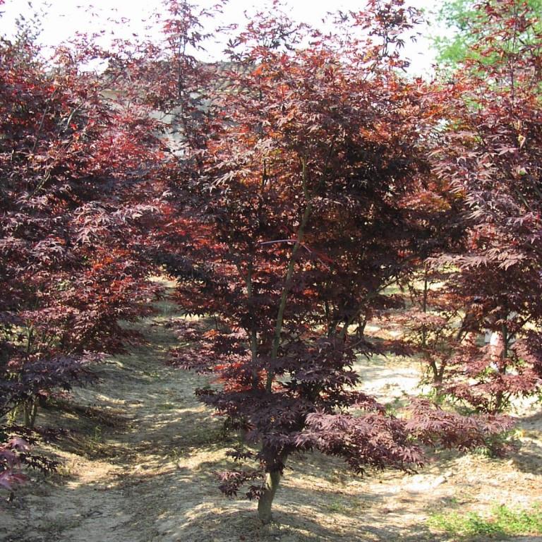 Javor dlanitolistý 'Atropurpureum' květináč 3 litry, výška 30/40cm, keř-0