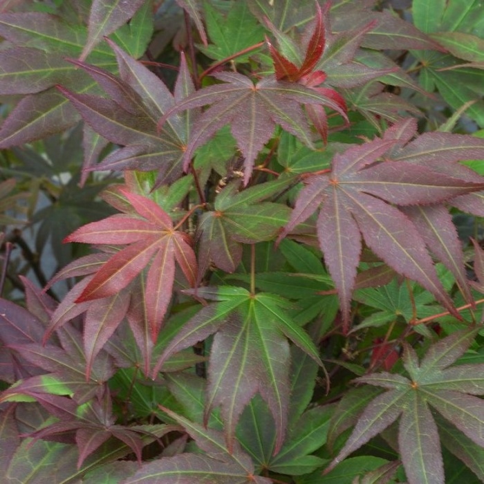 Rostliny - Javor dlanitolistý 'Atropurpureum' výška 150/175cm, květináč 30 litrů