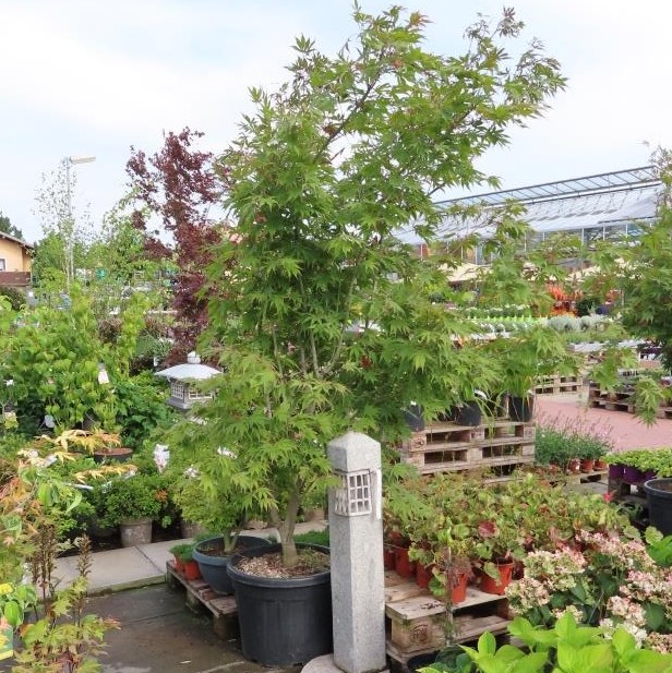 Listnaté stromky a stromy - Javor dlanitolistý 'Autumn Red' květináč 55 litrů, výška 175/200cm, větvě od spodu, vícekmen