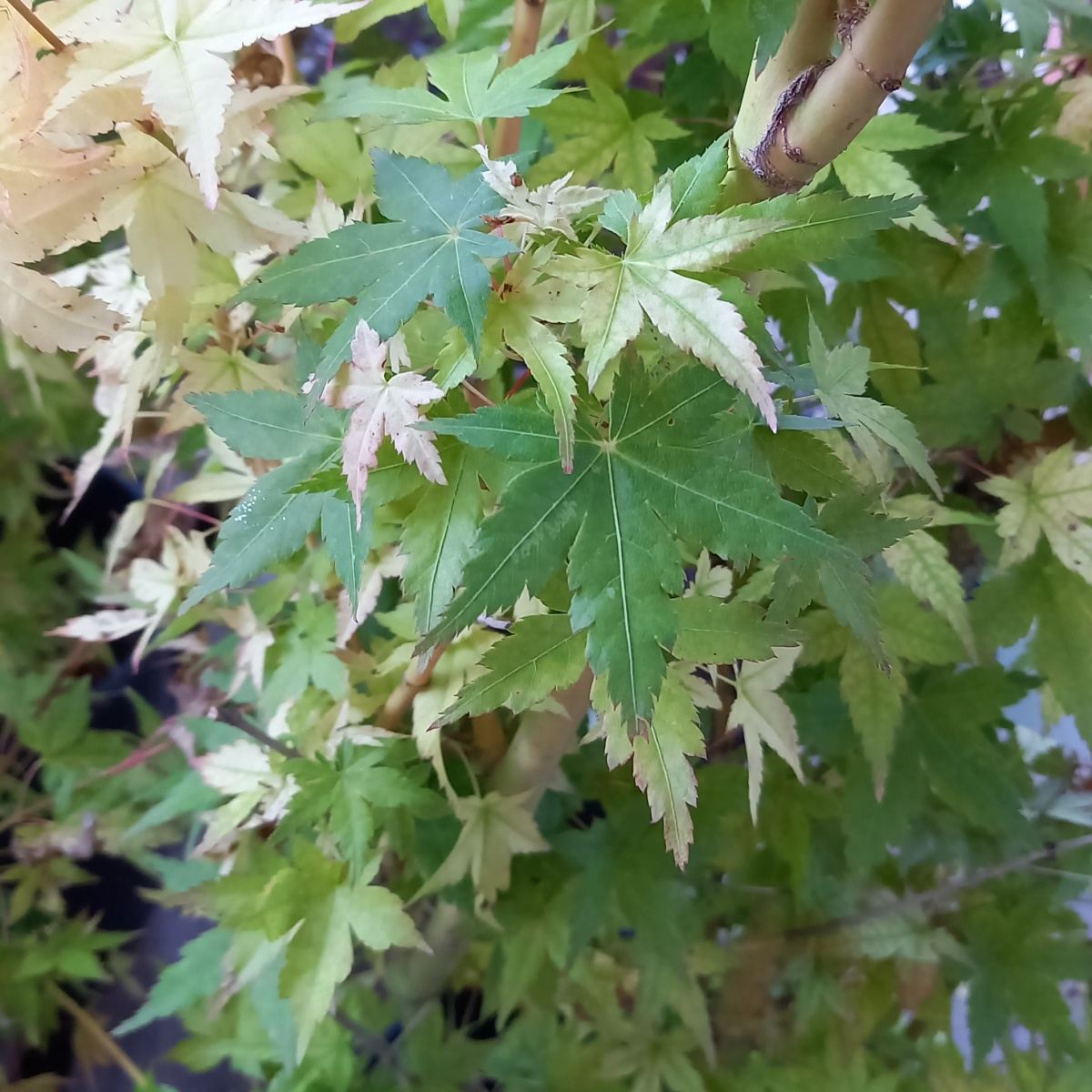 Javory - Javor dlanitolistý Bi-hoo květináč 18 litrů