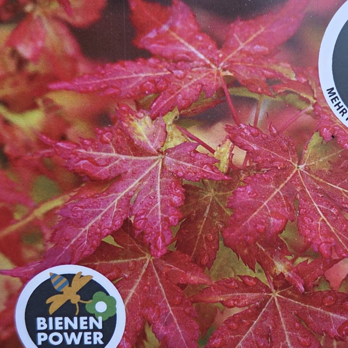 Javor dlanitolistý Bi-hoo výška 100/125cm, květináč 9 litrů-0