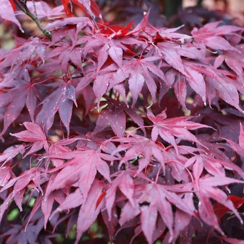Javory - Javor dlanitolistý Bloodgood květináč 10 litrů, bonsai