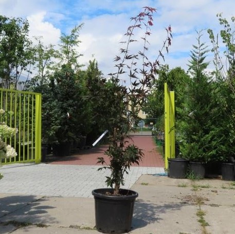 Javor dlanitolistý Bloodgood výška 125/150cm, květináč 15 litrů-1