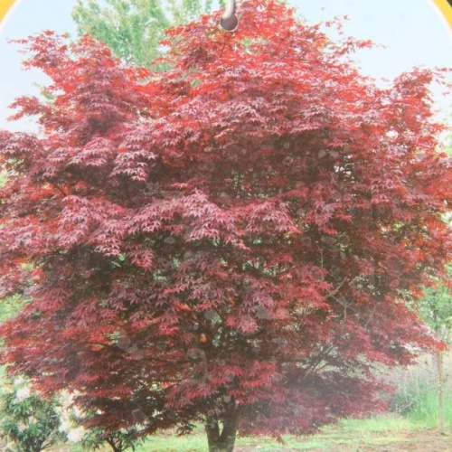 Javory - Javor dlanitolistý Bloodgood výška 175/200cm, květináč 50 litrů