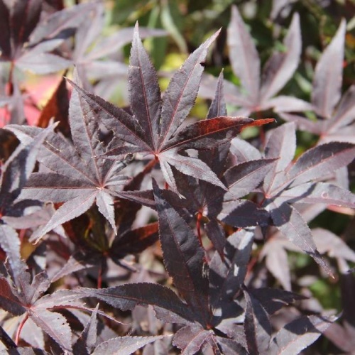 Javor dlanitolistý Bloodgood výška 175/200cm, květináč 50 litrů-0