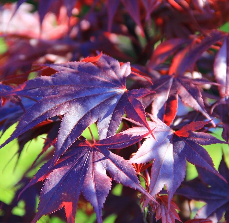 Javor dlanitolistý Bloodgood výška 175/200cm, květináč 50 litrů-1