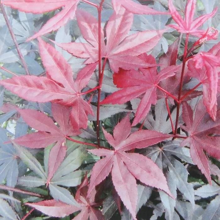 Rostliny - Javor dlanitolistý Bloodgood výška 60/80cm, květináč 7,5 litru