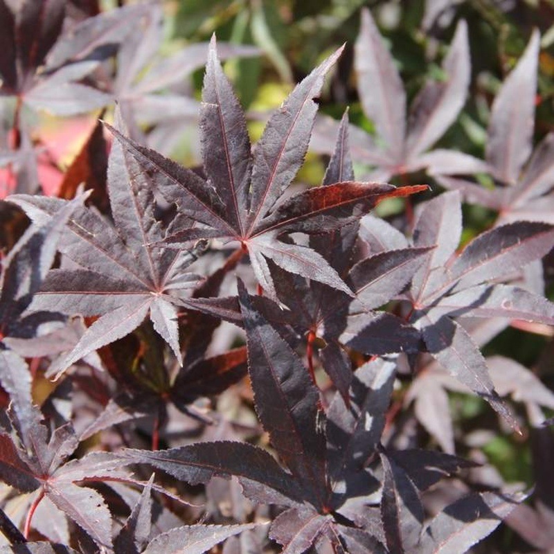 Rostliny - Javor dlanitolistý 'Bloodgood' výška kmínku 1/2, květináč 20 litrů