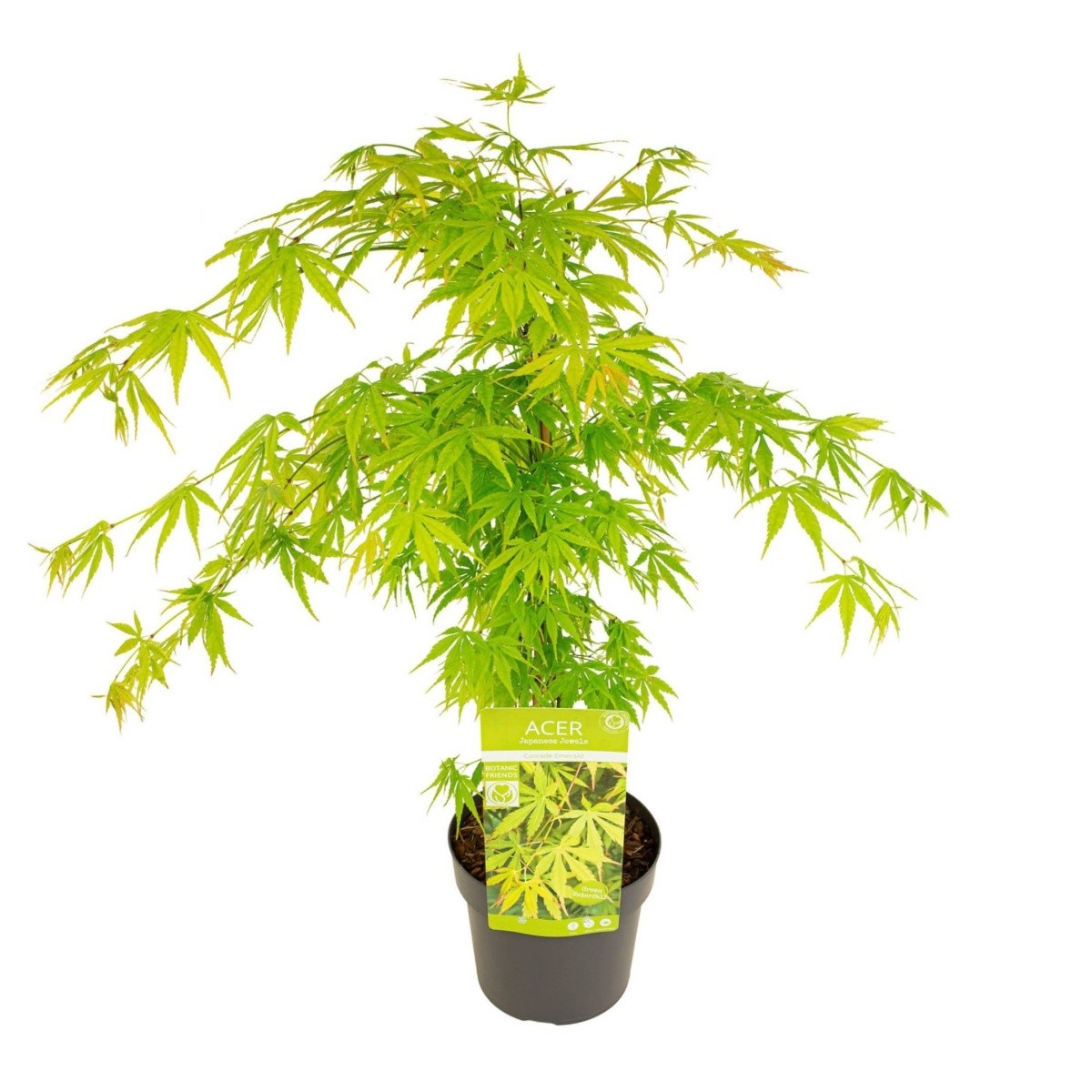 Javory - Javor dlanitolistý Cascade Emerald kmínek 40cm, květináč 3 litry