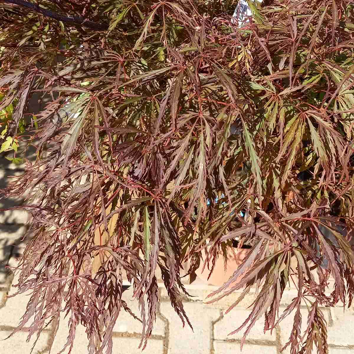 Javory - Javor dlanitolistý Crimson Queen mini kmínek, květináč 9 litrů