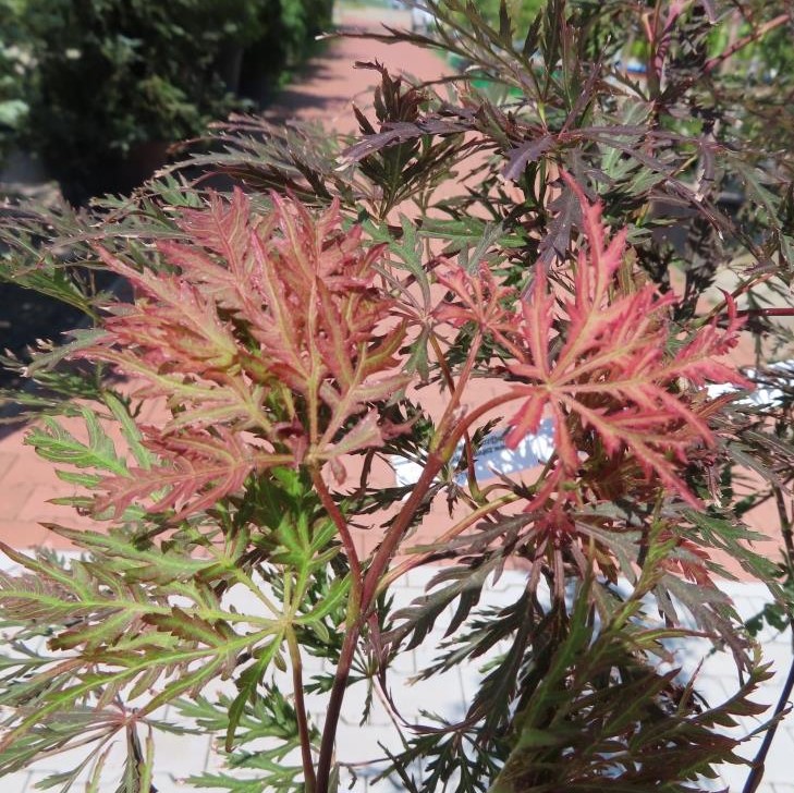 Javory - Javor dlanitolistý 'Dissectum Garnet' květináč 15 litrů, polokmen, stromek