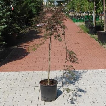 Javor dlanitolistý 'Dissectum Garnet' květináč 15 litrů, polokmen, stromek-0