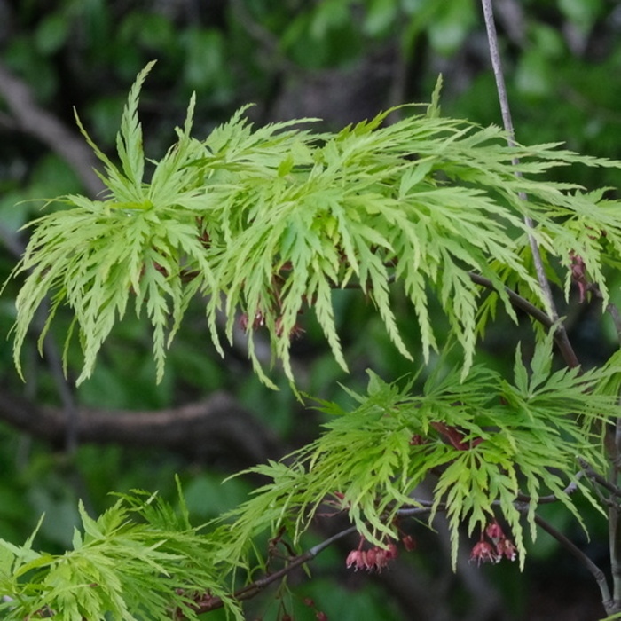 Javory - Javor dlanitolistý Dissectum Viridis květináč 40cm