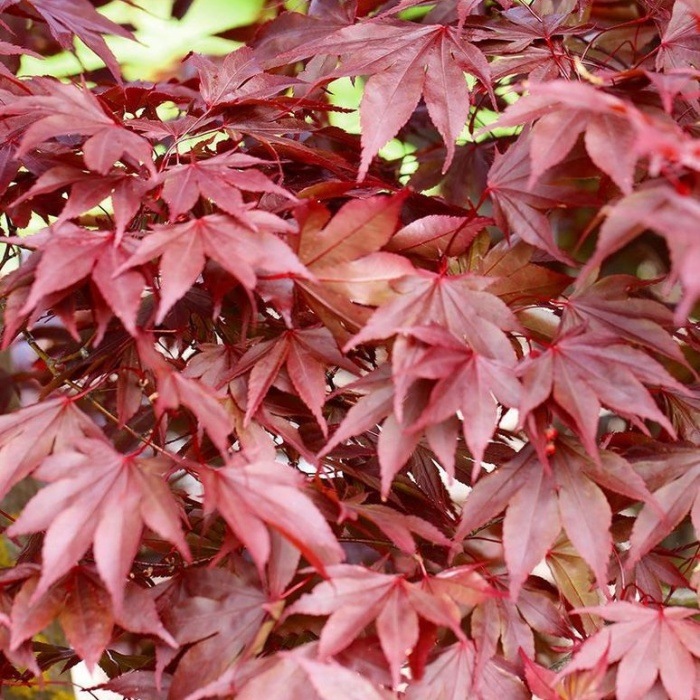 Javory - Javor dlanitolistý 'Fireglow' výška 150/175cm, květináč 110 litrů