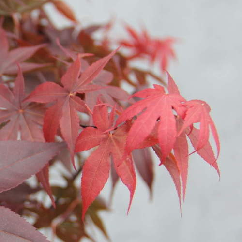 Rostliny - Javor dlanitolistý 'Fireglow' výška 200/250cm, květináč 150 litrů