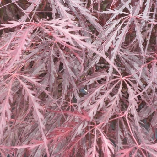 Javory - Javor dlanitolistý Garnet květináč 3 litry, výška 30/40cm, keř