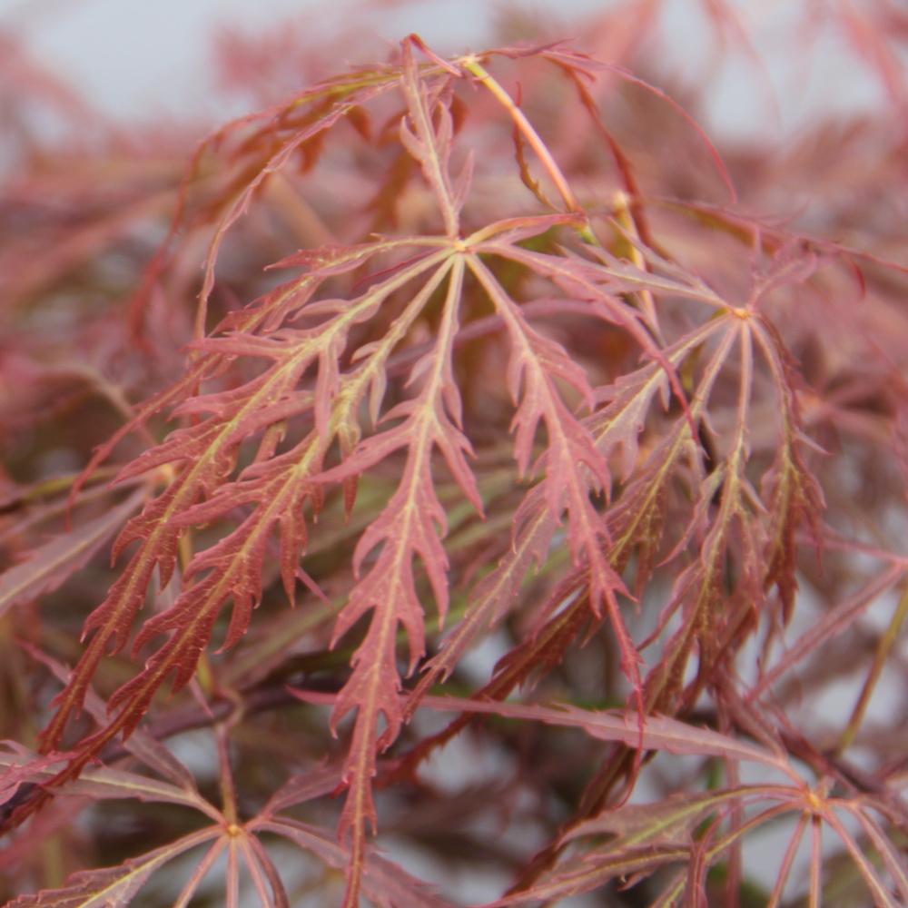 Javory - Javor dlanitolistý Garnet květináč 7,5 litru, výška 80/+cm, keř