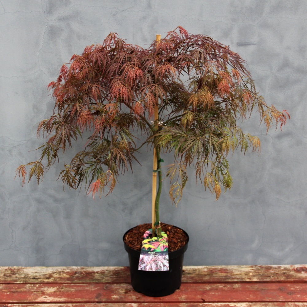 Javor dlanitolistý Garnet květináč 7,5 litru, výška 80/+cm, keř-0