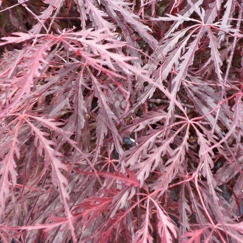 Listnaté stromky a stromy - Javor dlanitolistý Garnet mini kmínek, květináč 10 litrů