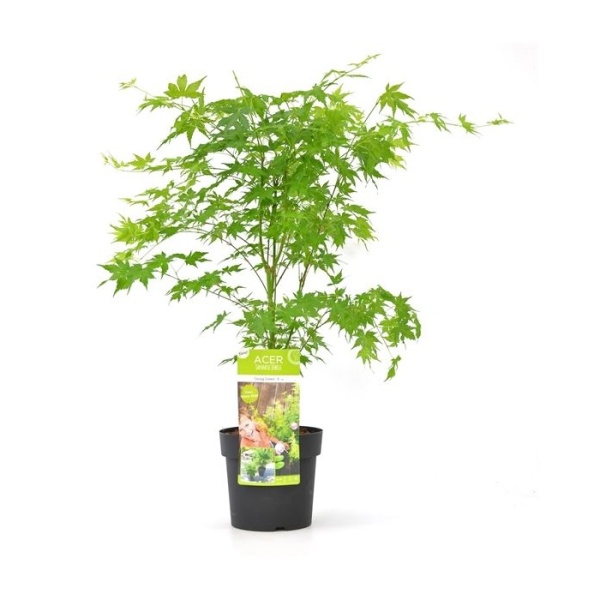 Rostliny - Javor dlanitolistý Going Green 3 litry