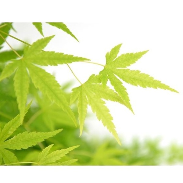 Javor dlanitolistý Going Green 3 litry-0