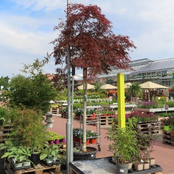 Listnaté stromky a stromy - Javor dlanitolistý 'Inaba Shidare' květináč 17 litrů, obvod kmene 12/14cm, pookmen, strom