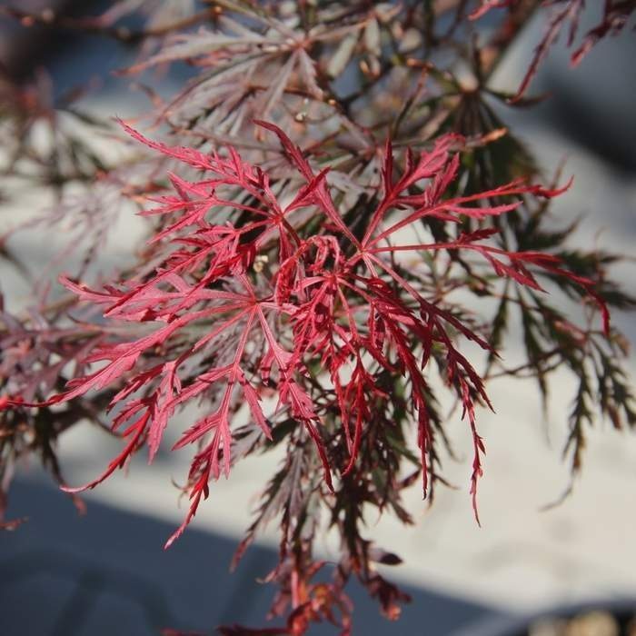 Rostliny - Javor dlanitolistý 'Inaba Shidare' výška 100/125cm , květináč 70 litrů