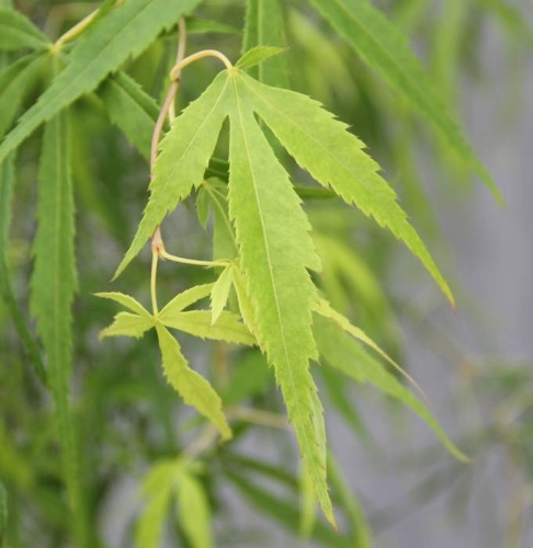 Rostliny - Javor dlanitolistý 'Koto-no-ito' výška 150/175cm, 55 litrů