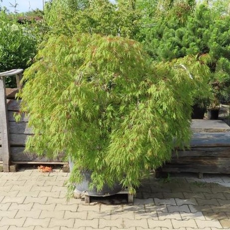 Javor dlanitolistý květináč 70 litrů, výška 100/300cm, keř-0