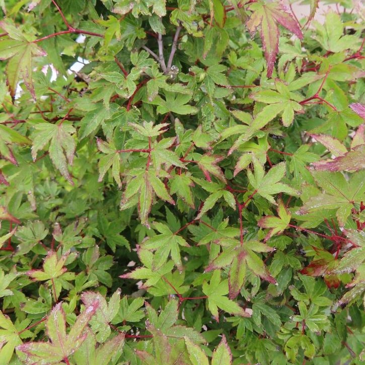 Javor dlanitolistý 'Little Princess' květináč 7 litrů, kmínek 40cm, stromek-0