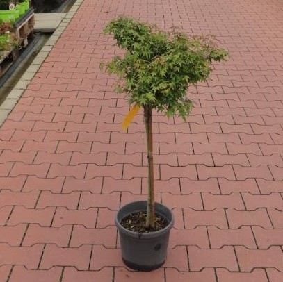 Javor dlanitolistý 'Little Princess' květináč 7 litrů, kmínek 40cm, stromek-1