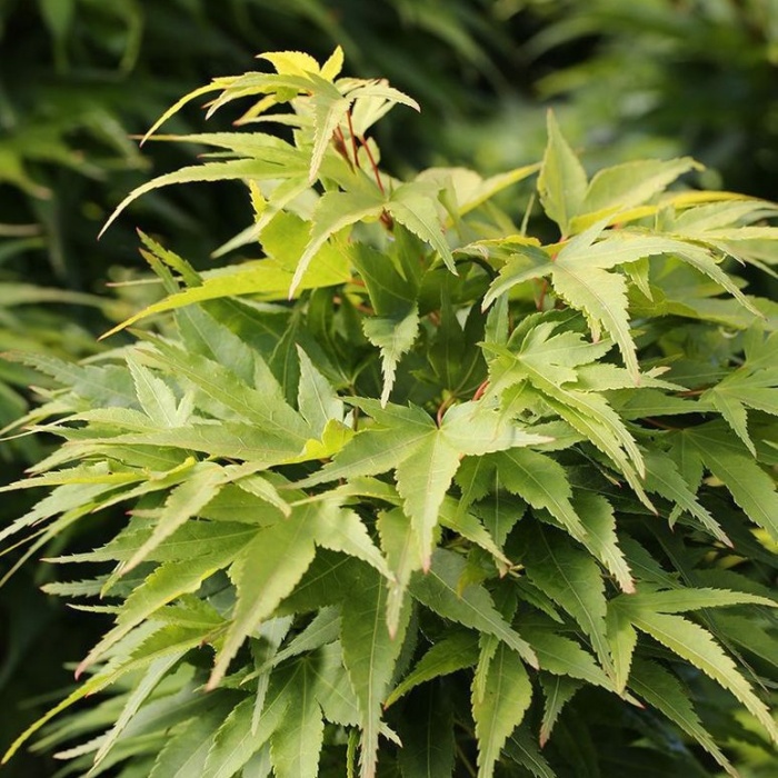 Rostliny - Javor dlanitolistý 'Mikawa Yatsubusa' květináč 15 litrů